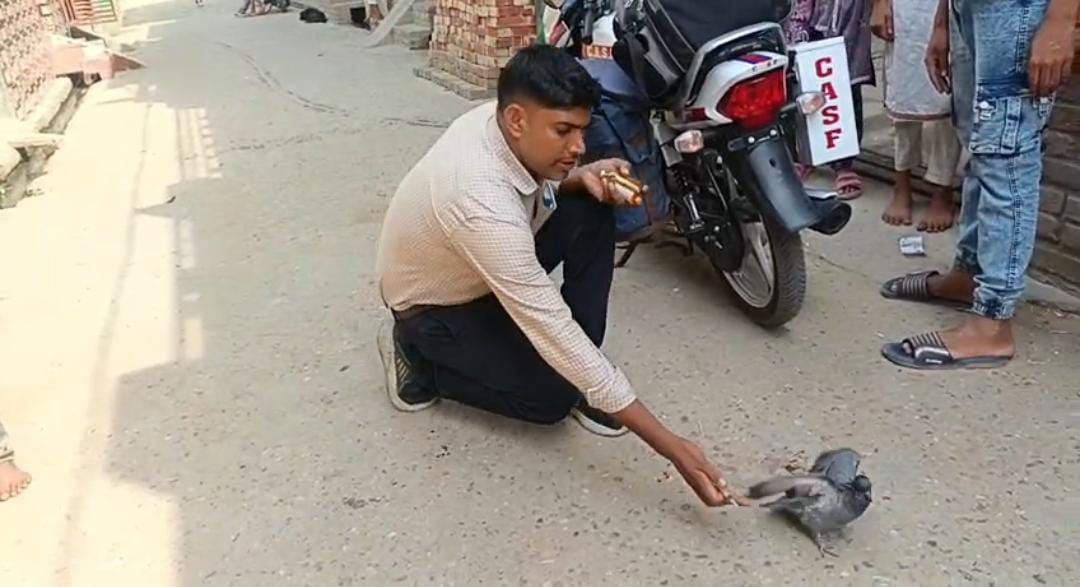 C.A.S.F. टीम ने घायल कबूतर का किया उपचार