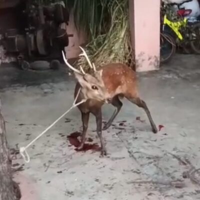 कुत्तों के हमले से घायल हुआ वन रोज़