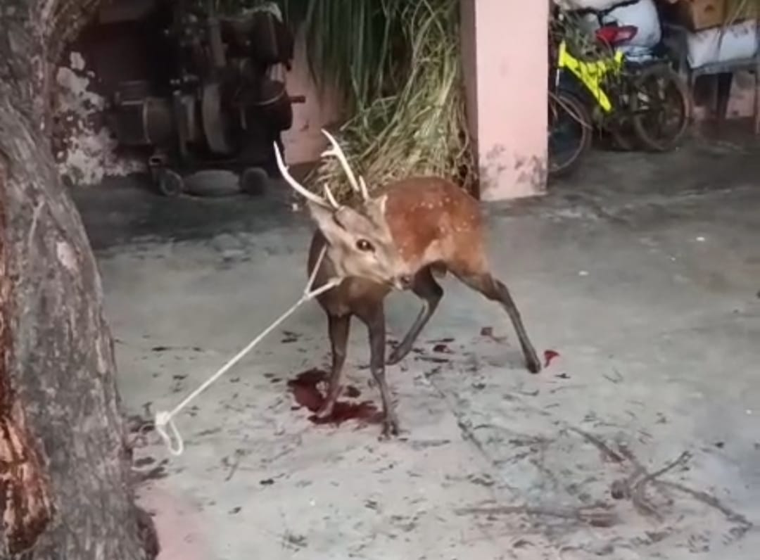 कुत्तों के हमले से घायल हुआ वन रोज़